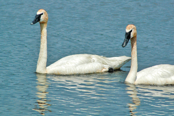 Seney National Wildlife Refuge